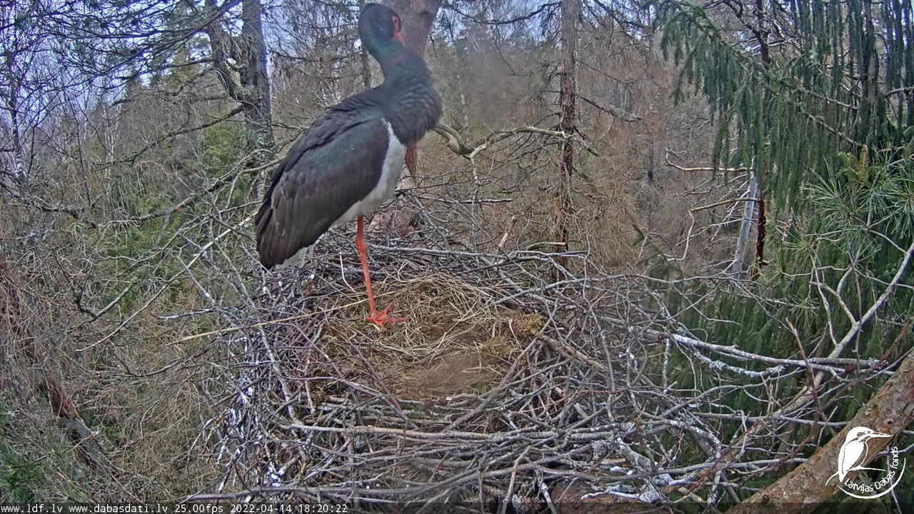 Melnais stārķis (Ciconia nigra) Siguldas novadā - LDF tiešraide 14-16-57 screenshot