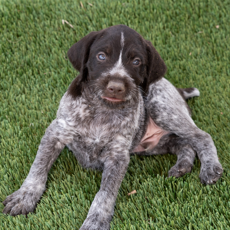 drive1400Puppies4-25-2019_0039