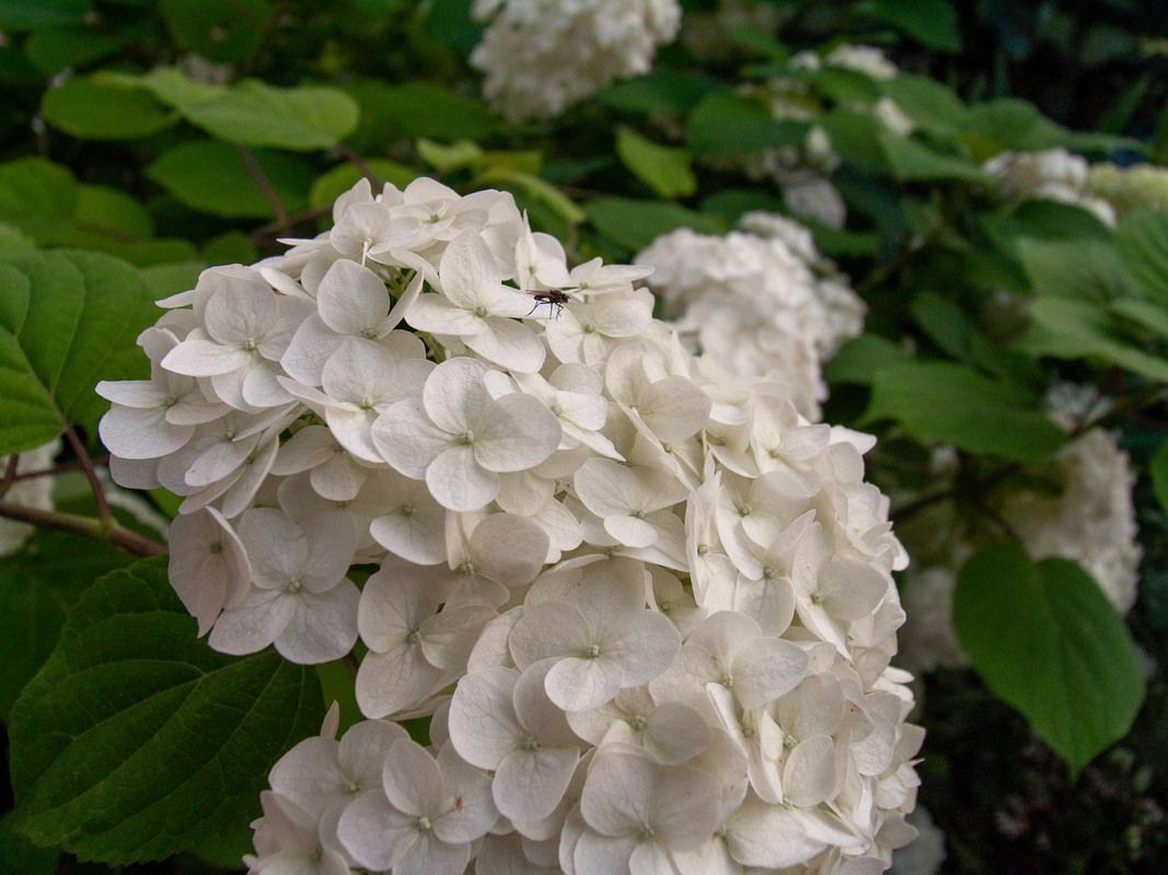 0070 2023 08 05 Pro1 CRW 0303 — Postimages