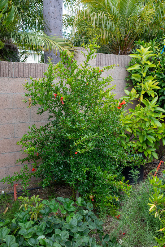 8U1A4847  Parfianka Pomegranate Tree #1 With New Growth (7-26-25)