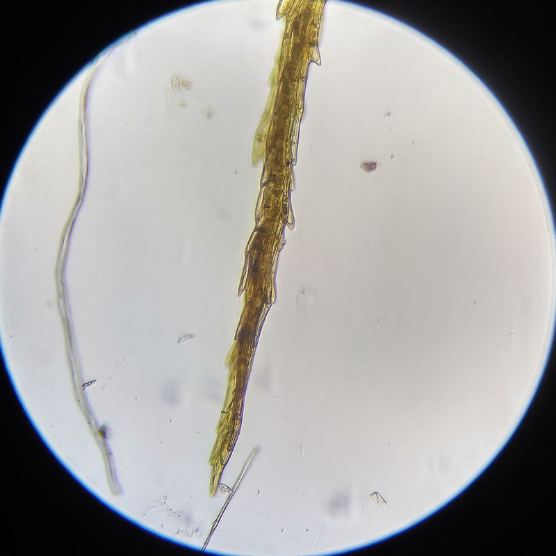 IMG 20250614 112550 HDR