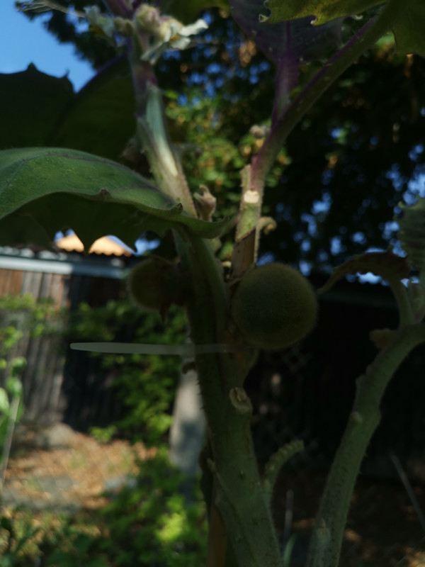 Img 20240828 100356 Postimages