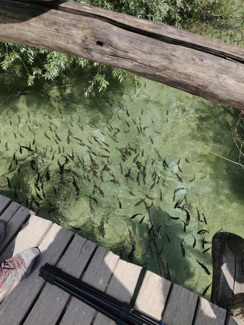 10 días por Eslovenia, Croacia y Bosnia con 3 niños. - Blogs de Europa Oriental - Miércoles: Parque nacional de Plitvice (7)