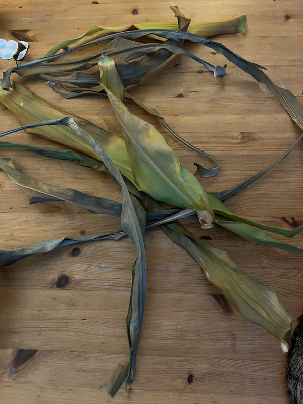 5F8AAB96-B1D3-48F8-BF61-0EBBA0F7AD64