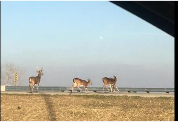 Deer Jump