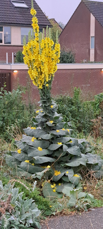 [Image: 20231012-181235.jpg]