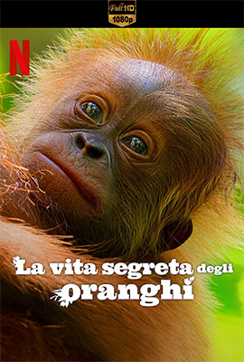 La vita segreta degli oranghi (2024) .mkv WEB-DL 1080p E-AC3 ITA ENG SUBS