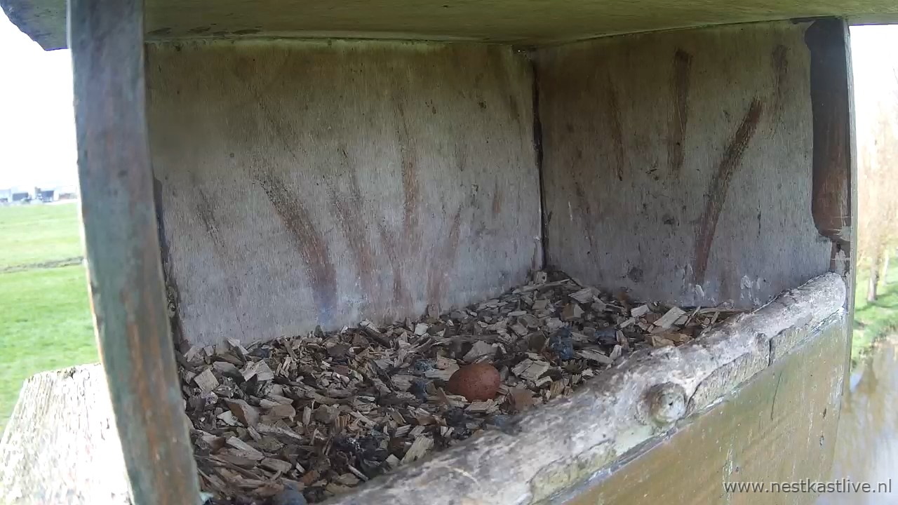 1 ei torenvalk 30 3 2026