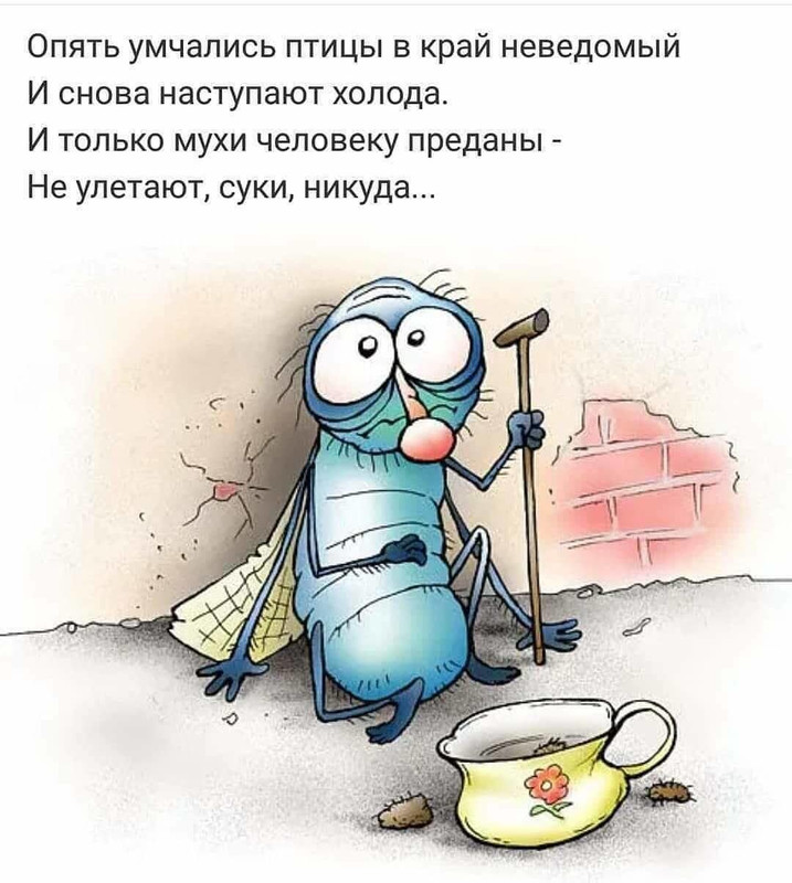 Муха прикольная картинка, звездное