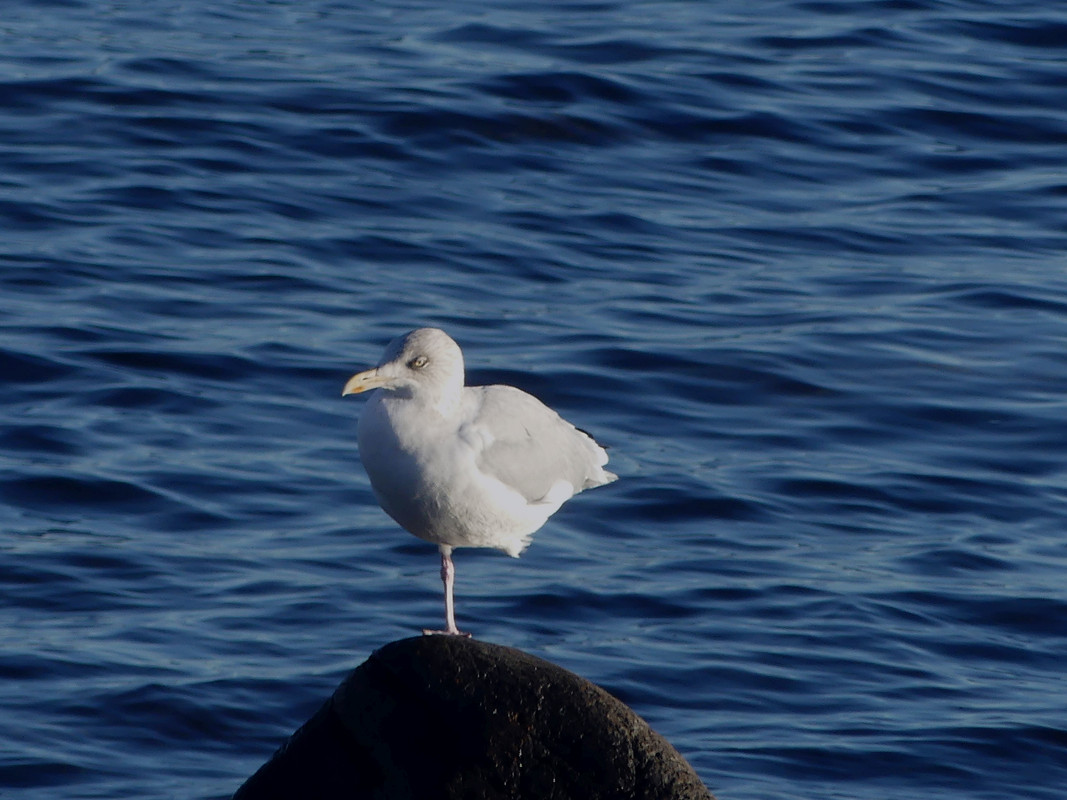 HERRING GULL 6
