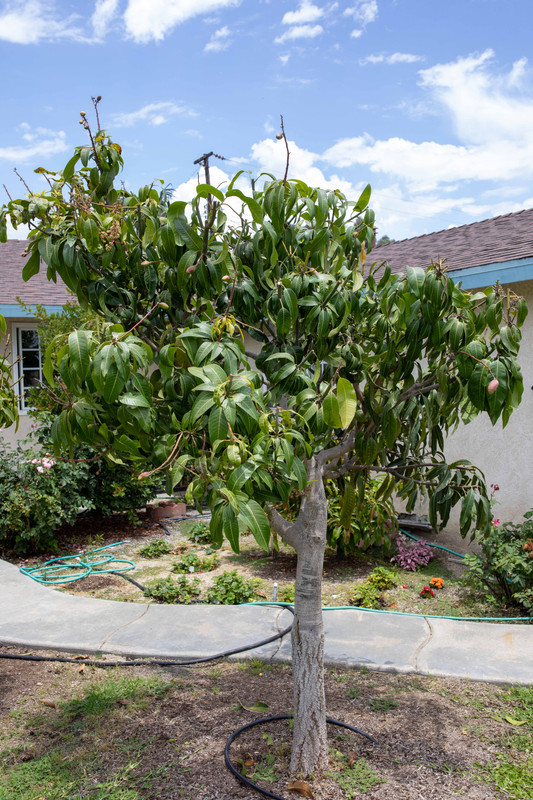 8U1A0986  Nam Doc Mai Mango Tree after Trimming at 1 PM (6-22-2022)