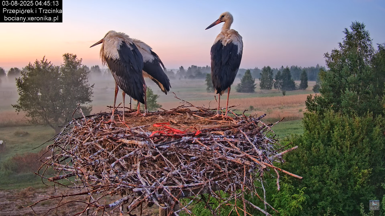 03082025bociany7
