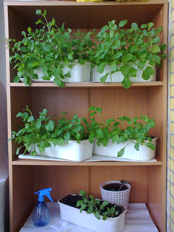 Ниша с цветами