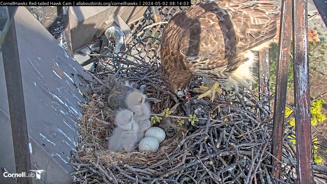 Cornell Red-tailed Hawks tiešraides kamera —#CornellHawks_ Kornela laboratorija 9-3-10 screenshot