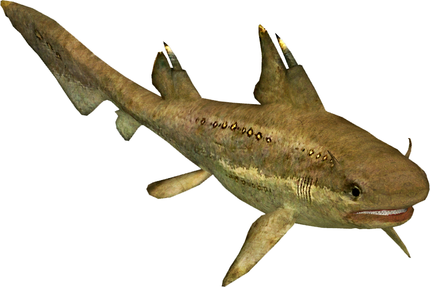 Hybodus_(HENDRIX)1