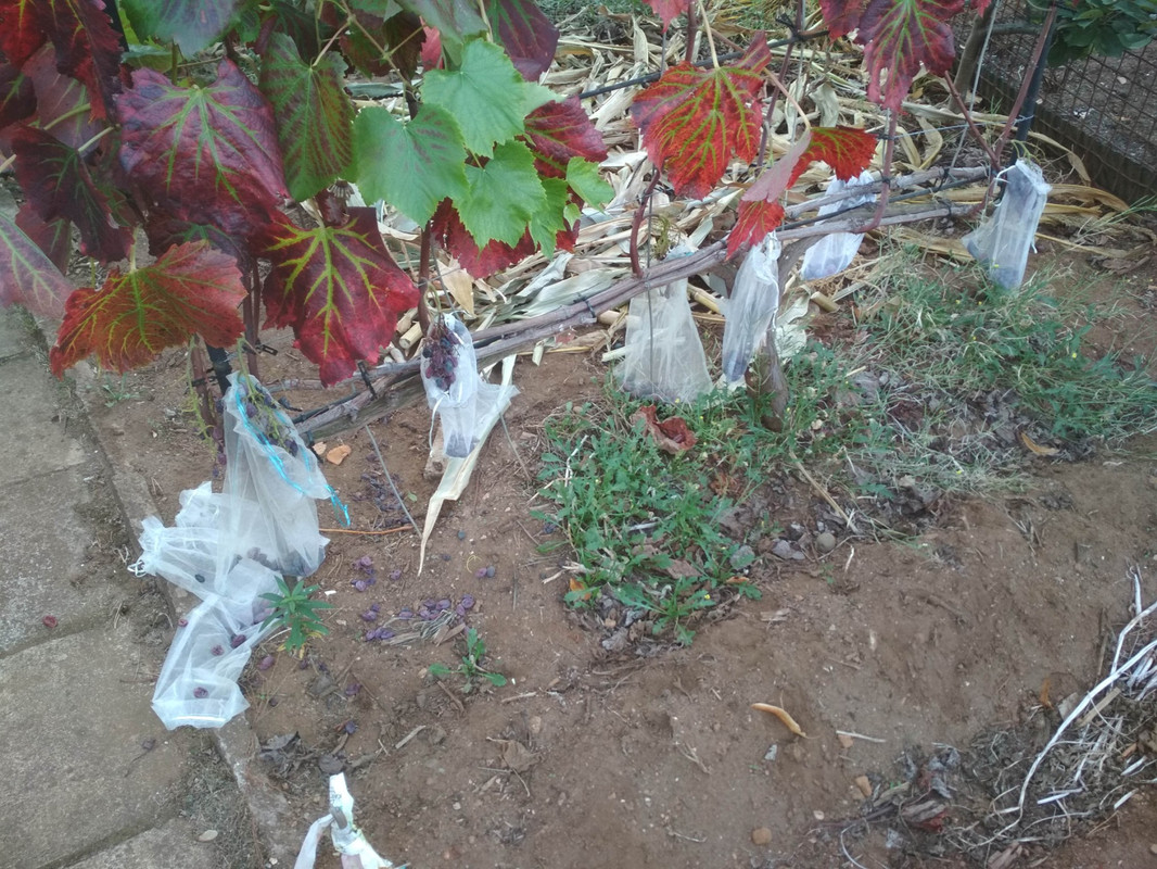 181013_Waschbären 1