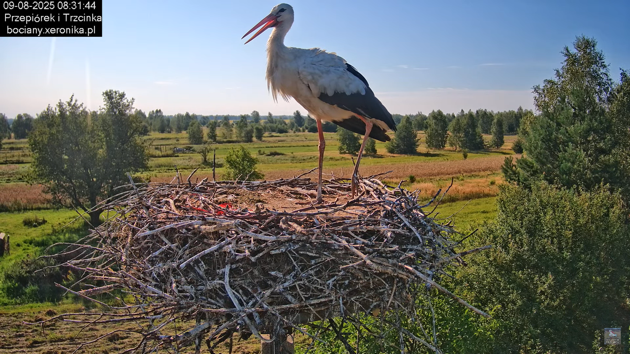 09082025bociany7