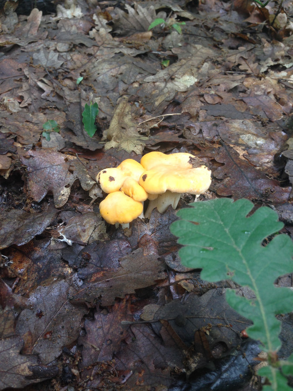 [Слика: IMG-2217.jpg]