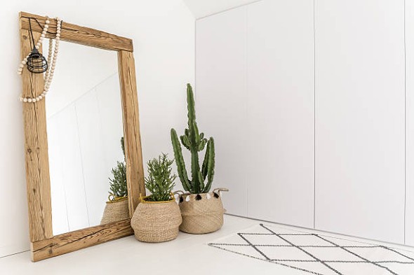 Home-Cacti-2.jpg