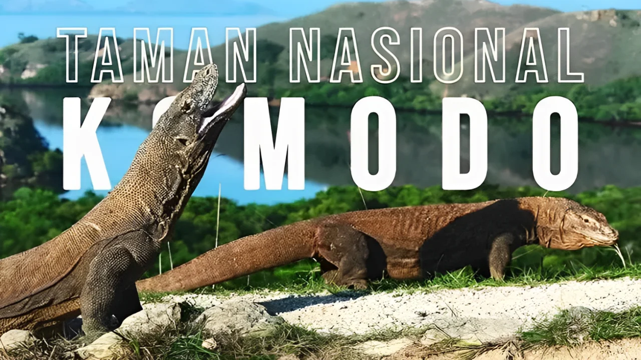 Berita Mengejutkan! Taman Nasional Komodo Dinobatkan Sebagai Tempat Terindah di Dunia