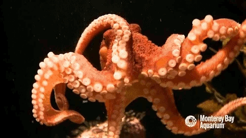 octopus-day-1.gif