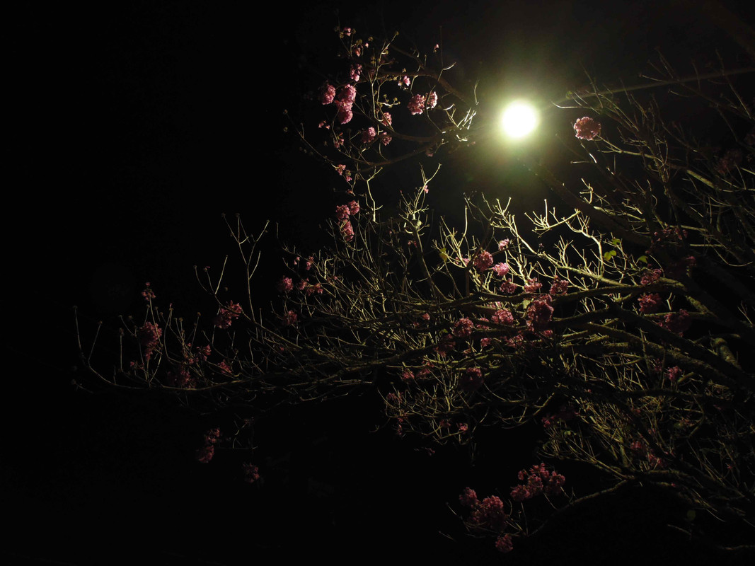 61.7.ghosts of autumn VII (edit)