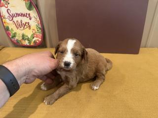 belle brown male 2