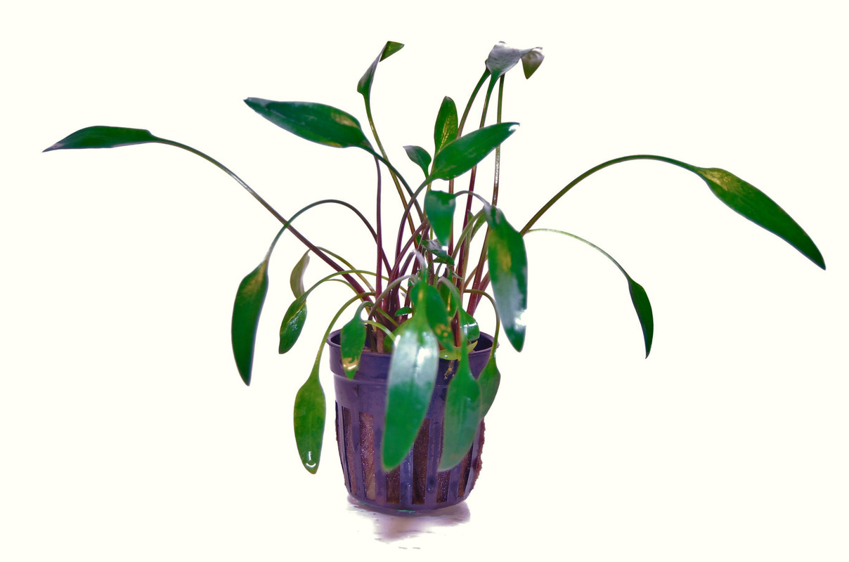 CRYPTOCORYNE LUTEA 1 POT -Freshwater Aquatic Live Plants SUPER PRICE ... - DSC 0097