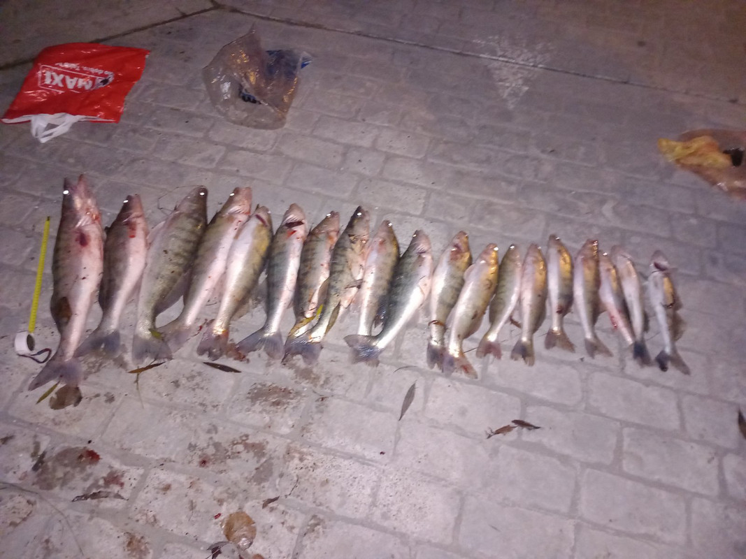 Fotografija 19 smuđeva 1