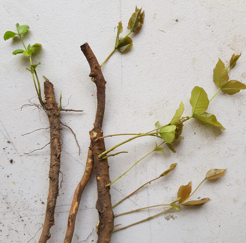 red hybrid cuttings a