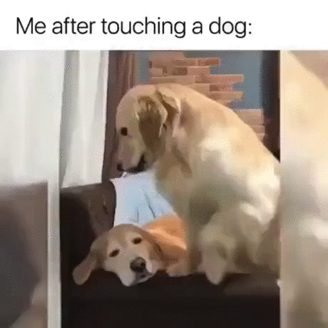 https://i.postimg.cc/1tfKTPnW/4.gif