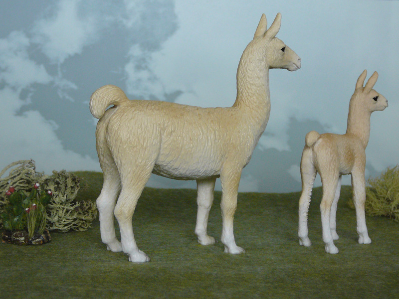 Mojö 2019 Llama and Cria- a walkaround by A.R.Garcia P1090619ed