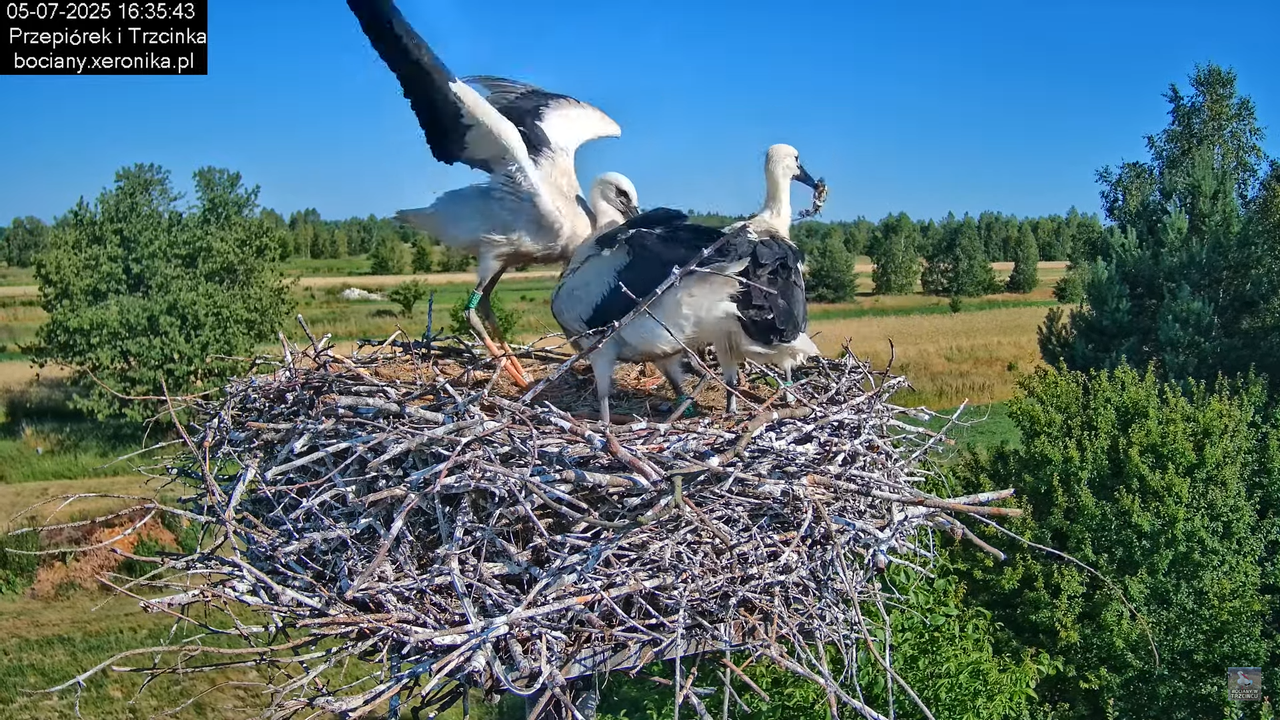 05072025bociany48