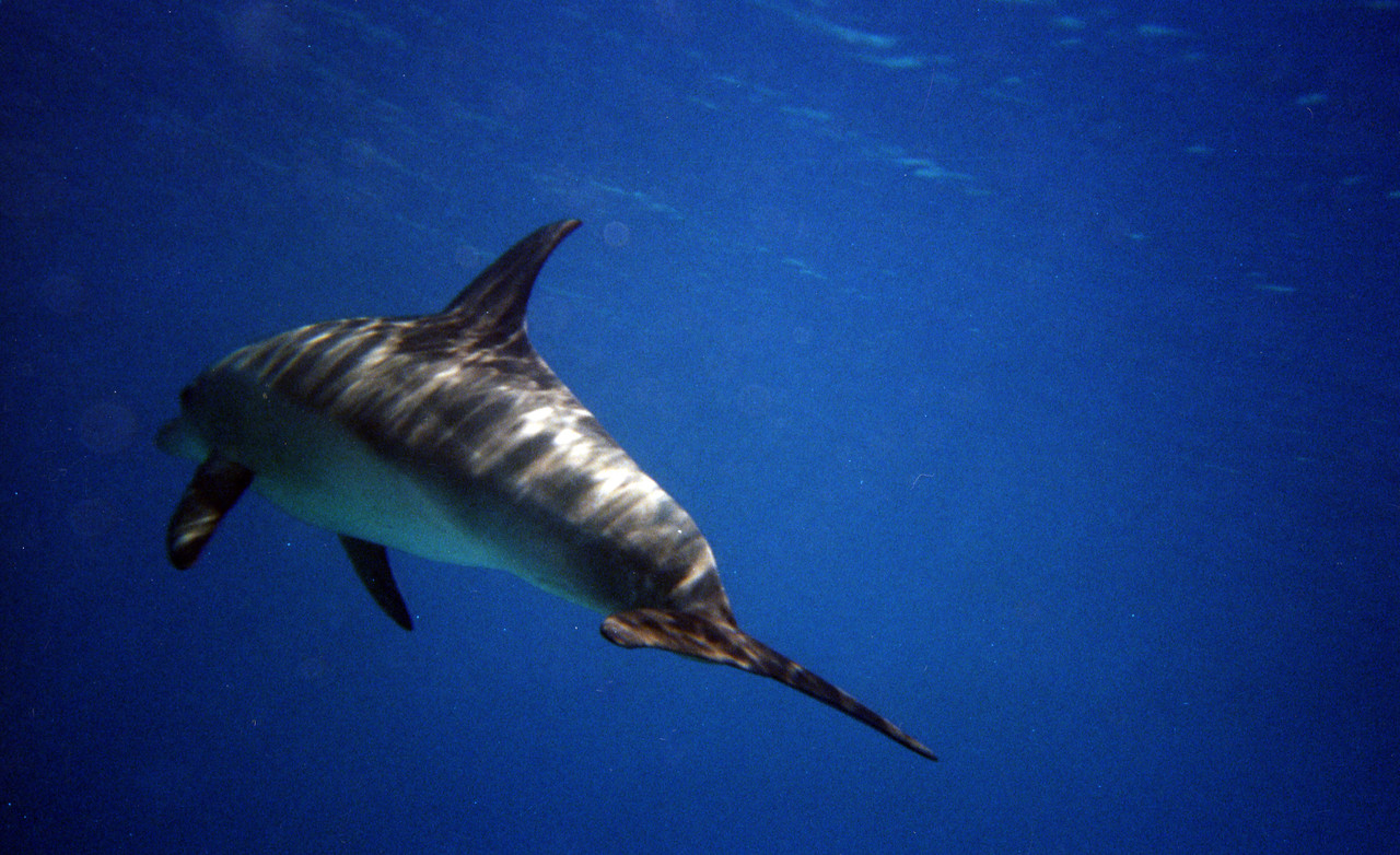 МАКСИМ ПЛАЗА ЦИФ?А (44)