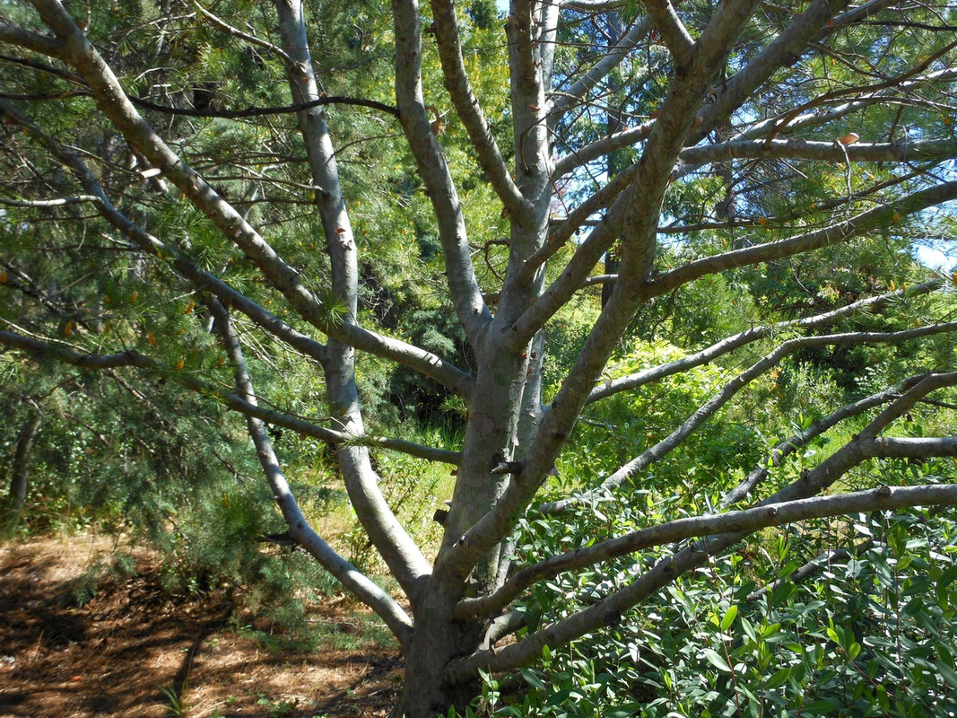 сосна бунге2