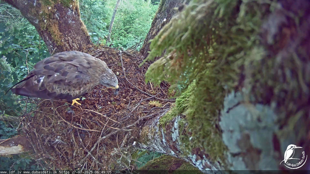 Melnās klijas (Milvus migrans) Kurzemē_ peļu klijāni (Buteo buteo) 8-59-15 screenshot