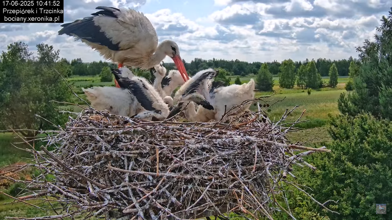 17062025bociany36
