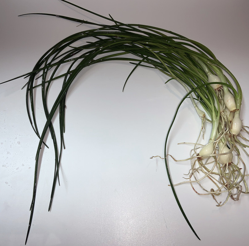 Water onion plant Zephyranthes Candida 3 Live Plants SUPER PRICE !!!!! eBay