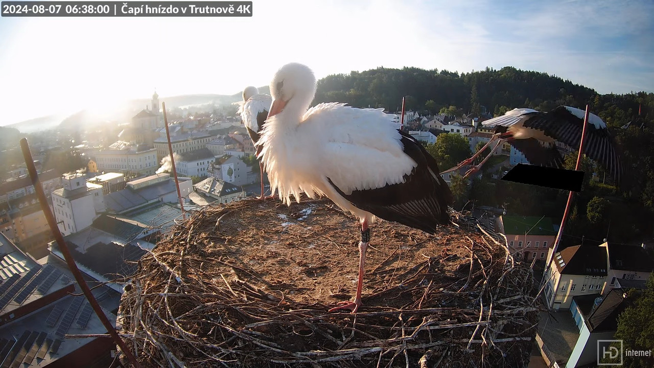 Tiešraidē no stārķa ligzdas uz alus darītavas skursteņa Trutnovā 9-3-33 screenshot