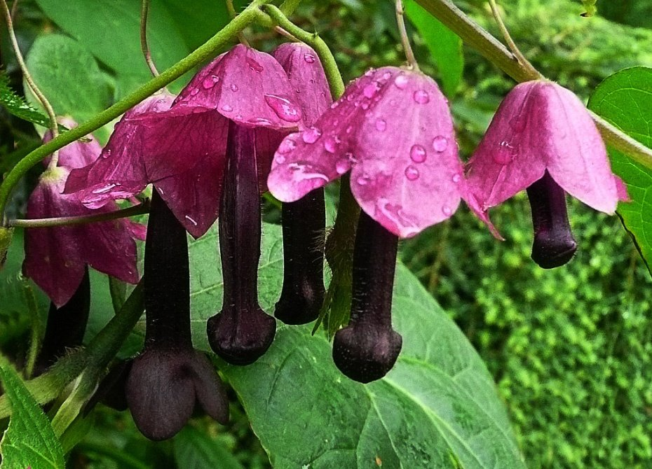 Родохитон - цветок, обладающий лечебными свойствами