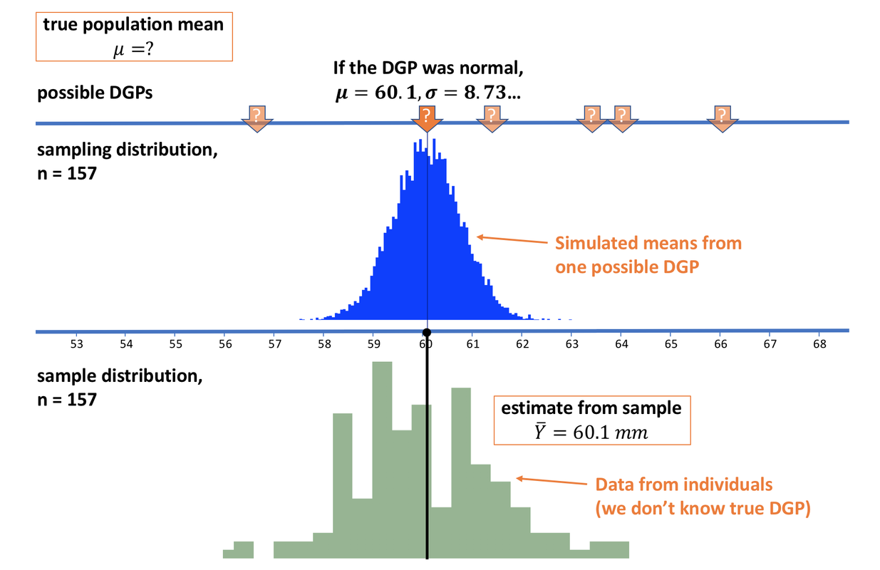 This is the first of a series of graphs that we have with three parts to the graphs. The top part represents the population or the DGP. The middle is the sampling distribution of the mean and is normal in shape. The bottom is the sample distribution. We will use this three layer diagram a lot later in this chapter.