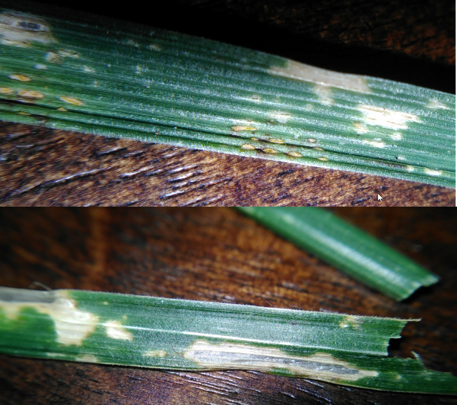 Fescue Disease - Fall 2017