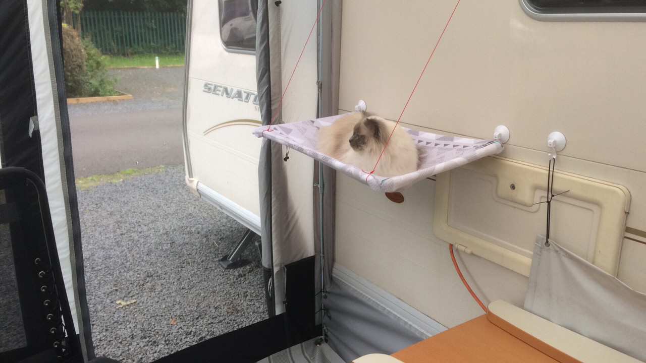 Practical Caravan cats (1/1)
