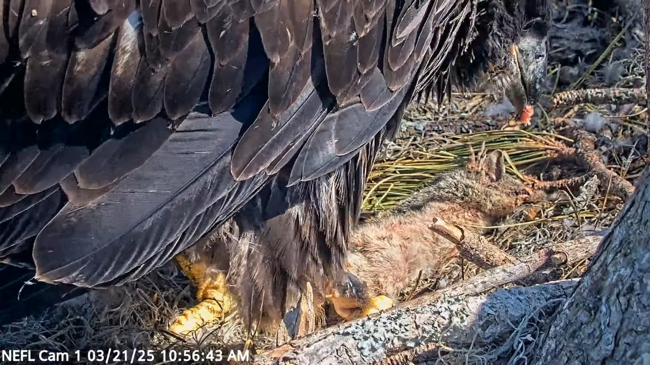NEFL Cam 1 — tiešraidē Bald Eagle Cam 13-55-36 screenshot