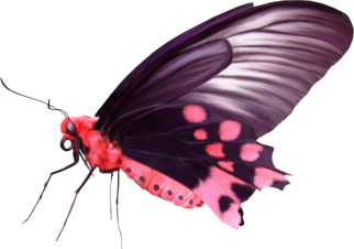 Butterfly1