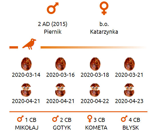 WebCam Toruń PGE. Male Piernik (2 AD (2015) & Female Katarzynka (?) vanaf 21 aug. Man 9 / BK( 2019) & Vrouw Katarzynka (?) - Pagina 3 Przechwytywanie-w-trybie-pe-noekranowym-29-05-2020-093521