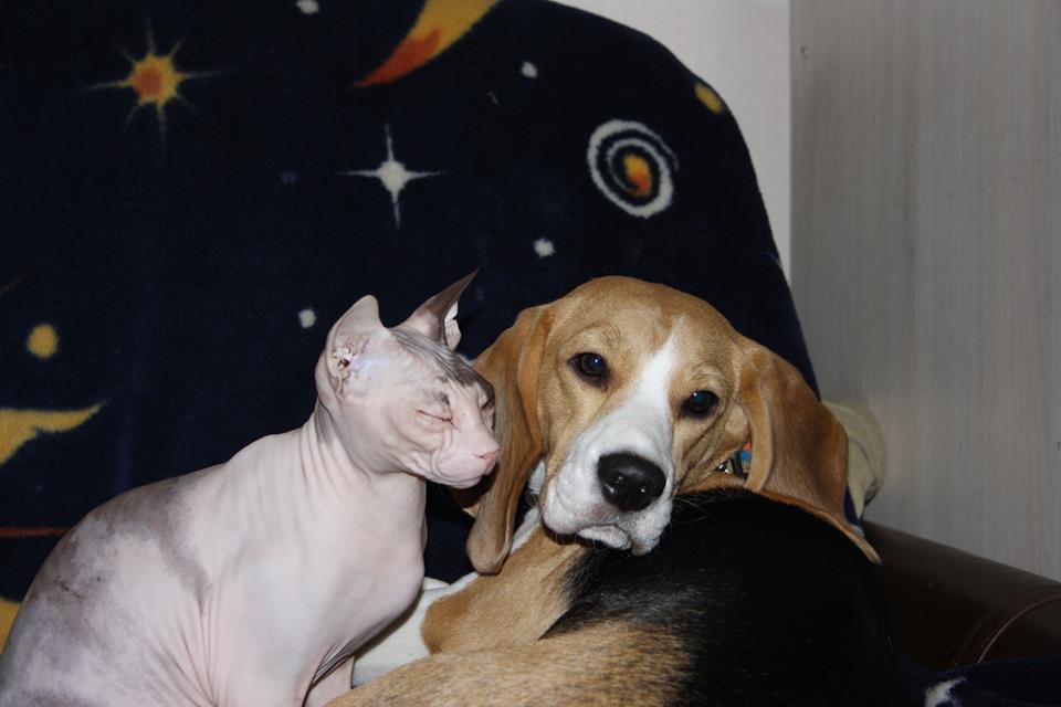 карамель и гера