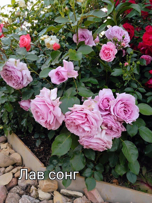 IMG_20250304_110432