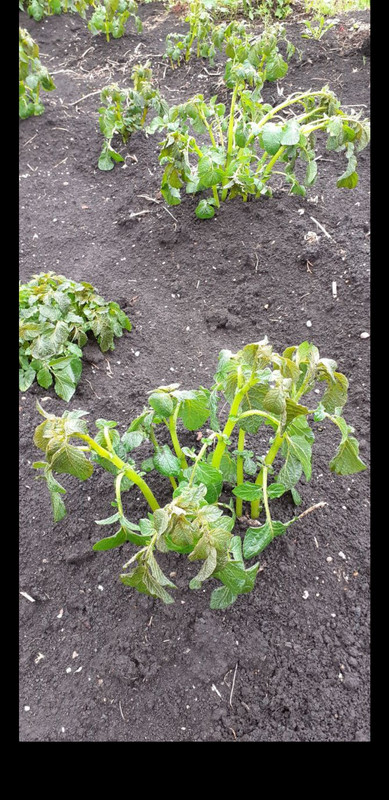 Screenshot_20220604-161240_Telegram