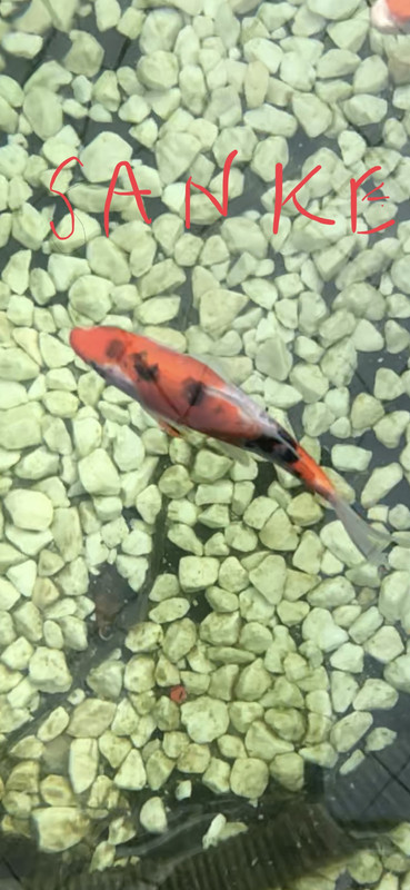 EE378623-B37A-4FAF-946D-8C8AB8151D09